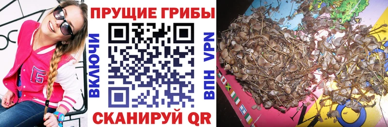 Галлюциногенные грибы Psilocybine cubensis  Сретенск 